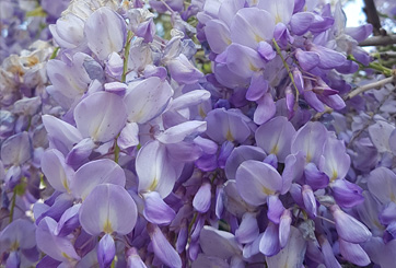 Bloemen site Bloemen site
